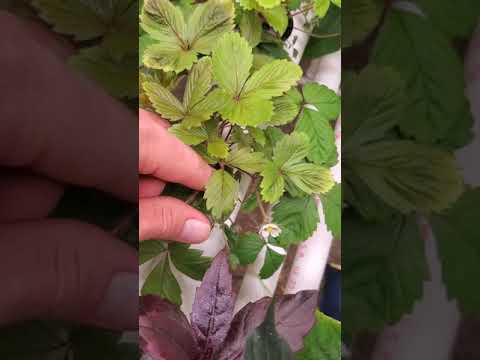 DIY Hydroponics System fluence LED Ray 44' 22' lights