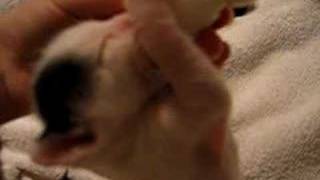 Kitten drinking from a bottle