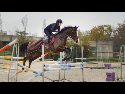 [Vendue] Jument AQPS de 6 ans