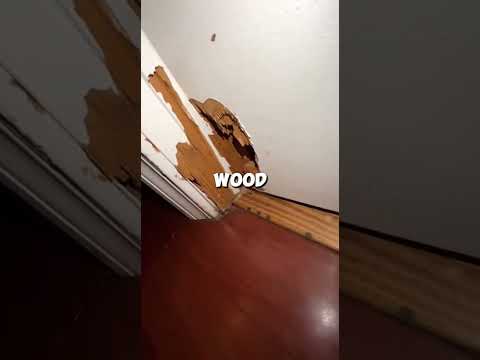 The Dog Wouldn’t Let Him Open the Basement Door… Then He Looked