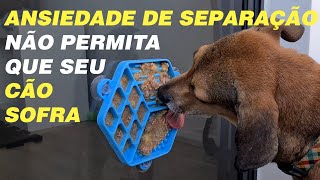 Ansiedade de Separação   Porque ocorre e como resolver