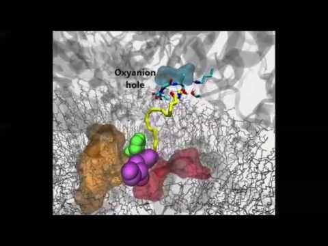 Structure and Dynamics of Lipid Processing Enzymes