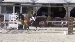 preview picture of video 'Pension chevaux de sport Marseille'