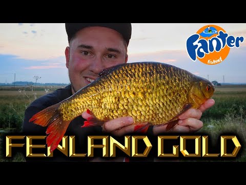 Fenland Gold - HUGE Rudd from the Drains