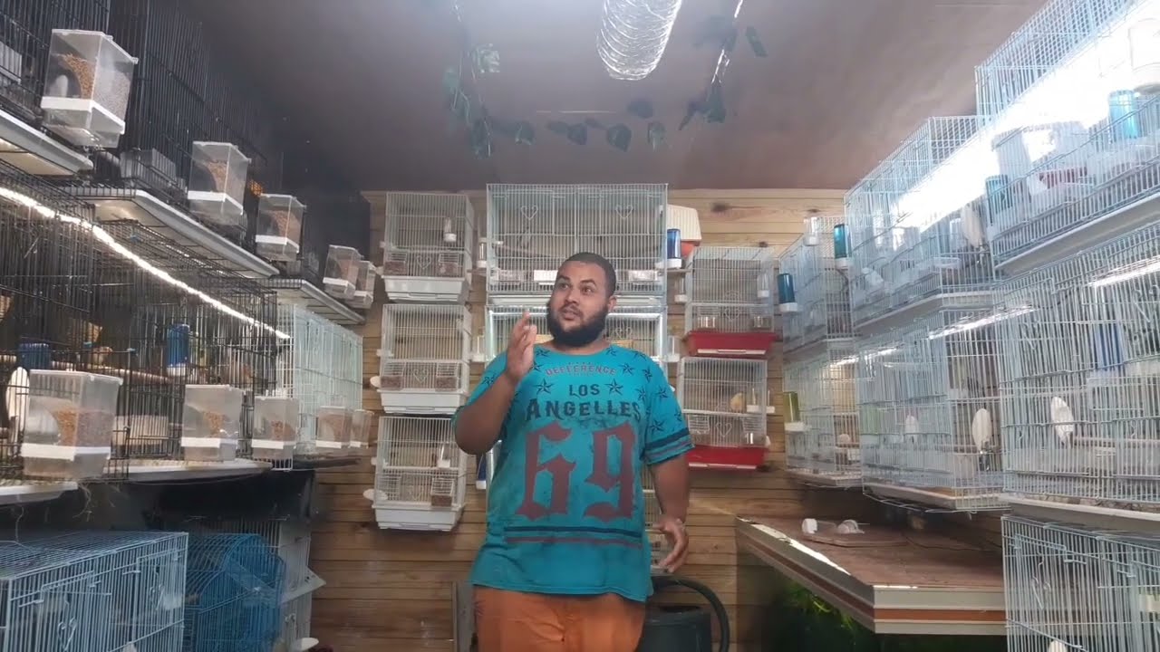 Présentation de mon élevage d'oiseau. ( mandarin - canari - gould - moineau du japon - perruche )