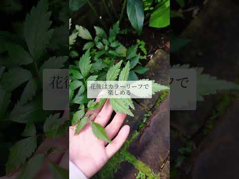 鳥を庭に引き寄せる植物は何ですか?一番人気の品種に注目！  庭園