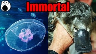 8 Weird Animals You Won&#39;t Believe Science Can’t Explain