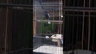 Download lagu kacer dada hitam gacor ngerool pendek-pendek mp3