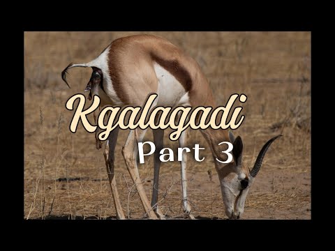 Kgalagadi Part 3.