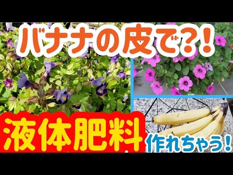 蘭の基材はどうやって作るのですか？そして簡単に天然肥料？リーダーに従う ！  庭園