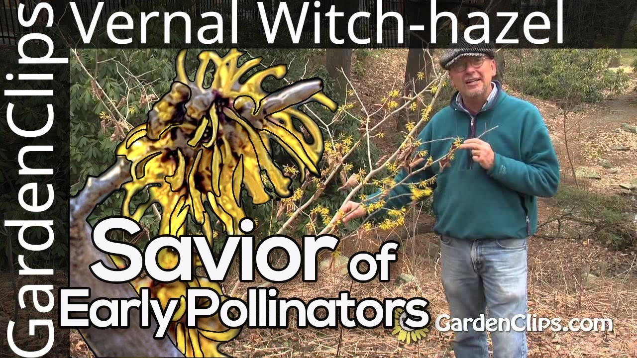 The EARLIEST Bloom for Bees (Vernal Witch-hazel) - Hamamelis vernalis