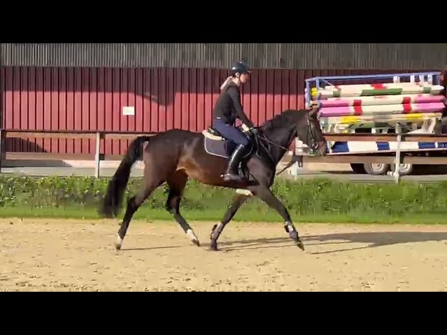 Riding movie at home Doni’s Princess TB (Don Diarado x Arpeggio).
