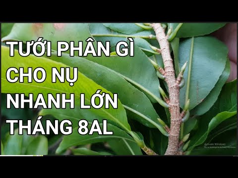 🔴 QBS22267 - BÓN PHÂN CHO NỤ NHANH LỚN ĐT 0942456100 | CÁCH TẠO NỤ CHO CÂY MAI VÀNG MIỀN  BẮC
