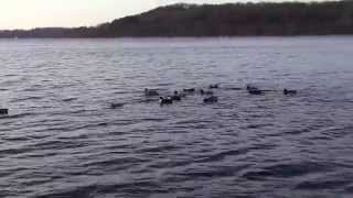 preview picture of video 'Enten auf dem Möhnesee'