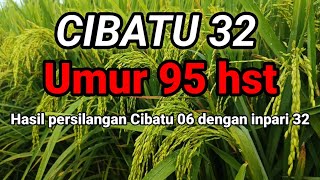 Download lagu CIBATU 32 The result of crossing Cibatu 06 rice with Inpari 32 mp3 Download lagu CIBATU 32 The result of crossing Cibatu 06 rice with Inpari 32 mp3