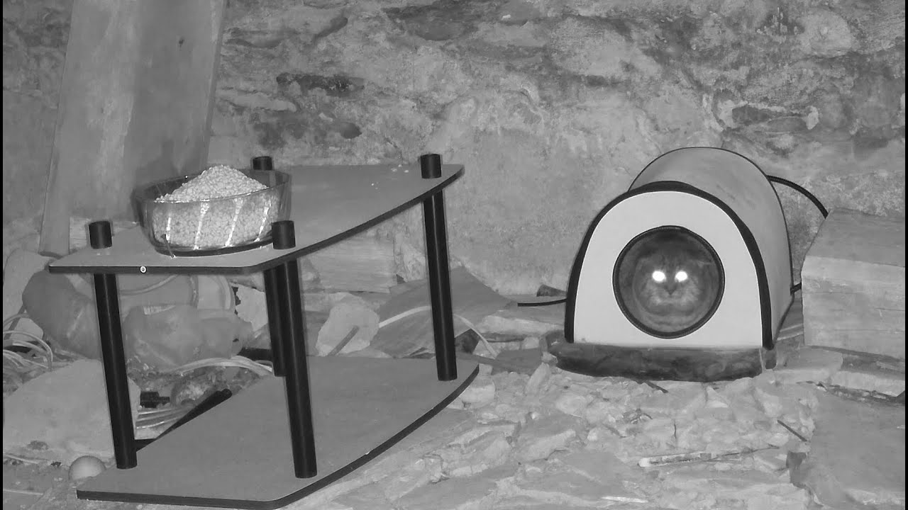 Live webcam view of Basement Cam at the Raccoon Saloon