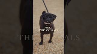 Meet The Animals | Sense and Sensibility