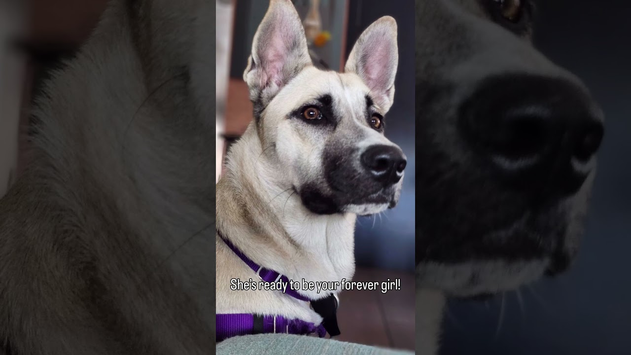 Enlarge Raccoon, a Adoptable Mixed Breed in Los Angeles, CA video 5/5