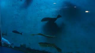 20220927 ノシャップ寒流水族館 回遊水槽
