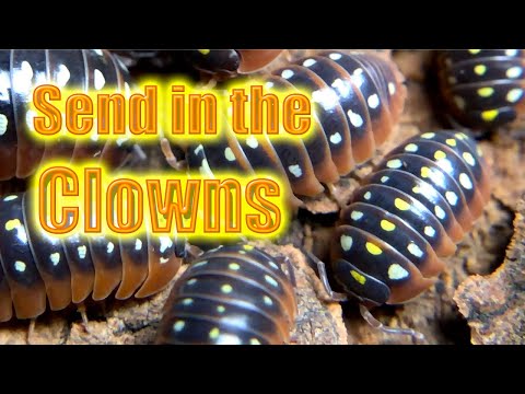 Svinka klaun (Armadillidium klugii) — video o chove a starostlivosti