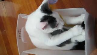 Bones playing in a plastic tub 03