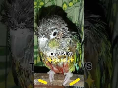 Sibling Anthem check #birds #budgies #conure #piko #coco #yuki #tiwi #kiwi #shorts #fyp #viral
