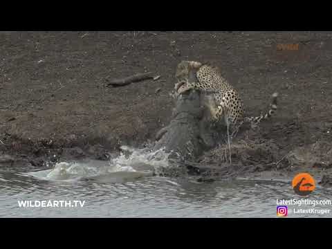 Impactante. Cocodrilo mata a guepardo.