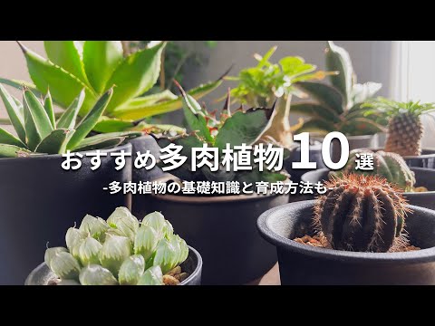 ハンギング多肉植物: 最も美しい 5 種類 トピックス