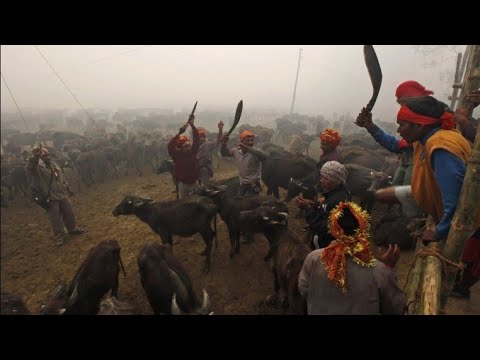 WORLD LARGEST Gadhimai Festival ANIMAL SACRIFICE - 🙏#100kview #god #hindu