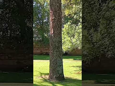 Estancia Jesuitica Santa Catalina / Dpto Totoral- Cordoba/ Argentina ! #turismo  #paisaje #viral