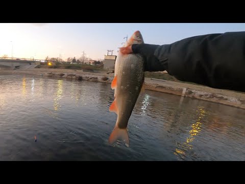 Pecanje na Plovak - Nisava Pocetkom Zime [Drugi Deo]