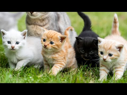 Colorful Kittens Chase Mice in the Garden - Cute Cat Video
