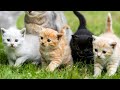 Anak Kucing Berwarna Warni Mengejar Tikus Di Taman Video Kucing Lucu