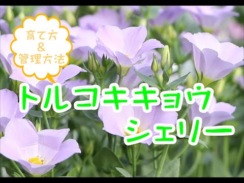 トルコポピー 植物