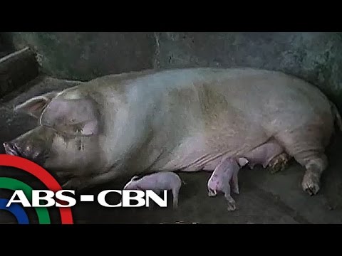 Itlog mawala ang timbang o tumaba Food hall matapos slimming