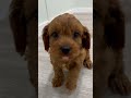Cavapoo dogs for sale: Brody - Video 1