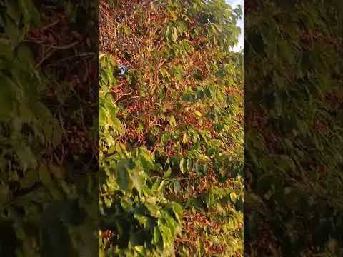 Como é a Colheita de Café no Interior de Minas Gerais? (Piumhi MG)