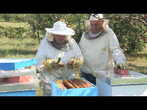 Boja meda ep. 182 31.08.2021. Prerano leglo, bagremov med, upotreba dimilice