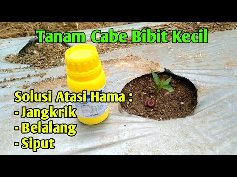 , title : 'Cara atasi hama siput,jangkrik dan belalang saat pindah tanam tanaman cabe'