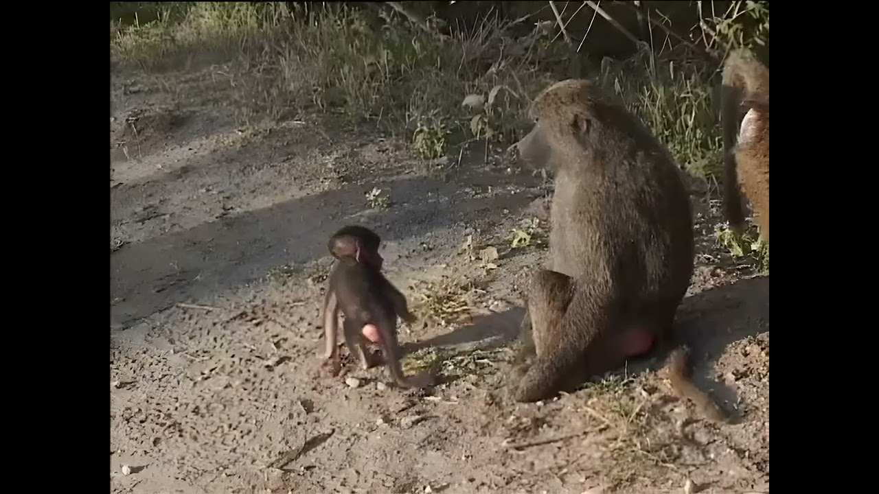86c / Baboons out of Kenya (Enhanced 4K)
