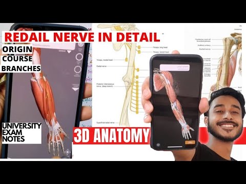 Radial nerve anatomy in hindi | Radial nerve 3D Anatomy | Radial nerve branches anatomy