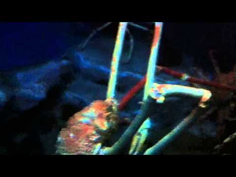 会計学科 ユーチューブyoutube.comが名古屋港水族館になった！感動のイルカや魚たち！税理士木村勝則の独り言！経営革新等支援機関近畿財務経済産業局認定木村勝則税理士事務所滋賀県高島市安曇川町