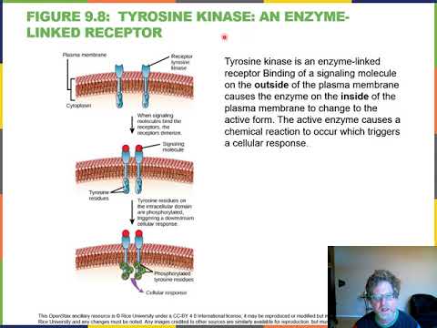 Ch09 Cell communication Narrated