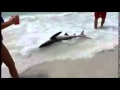 Shark in St Petersburg beach Tampa Florida ...