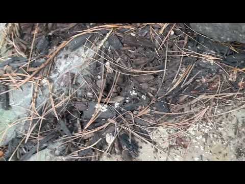One Massive Ant Colony Hidden Under the Pavers in Flemington, NJ