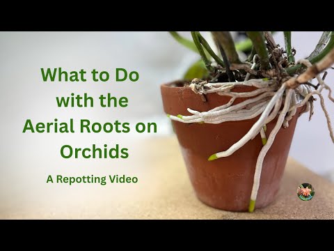 Orchid Aerial Roots Repot