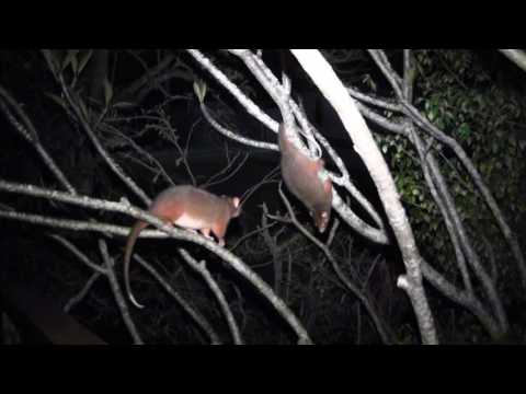 Ringtail Possum Fight: Keeta v Koji