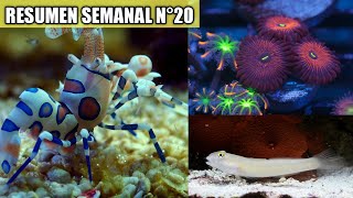 😱 Compramos NUEVOS PECES y CORALES para nuestro acuario marino  - Resumen semanal Nº20