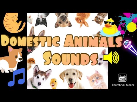 Learn Domestic Animals With Sounds | Easy Identification & Learning For kids|Domestic Animals Sounds
