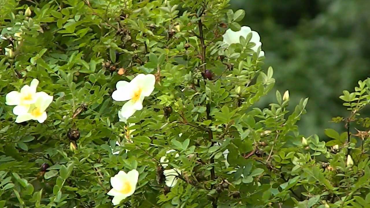 Rosa pimpinellifolia - YouTube